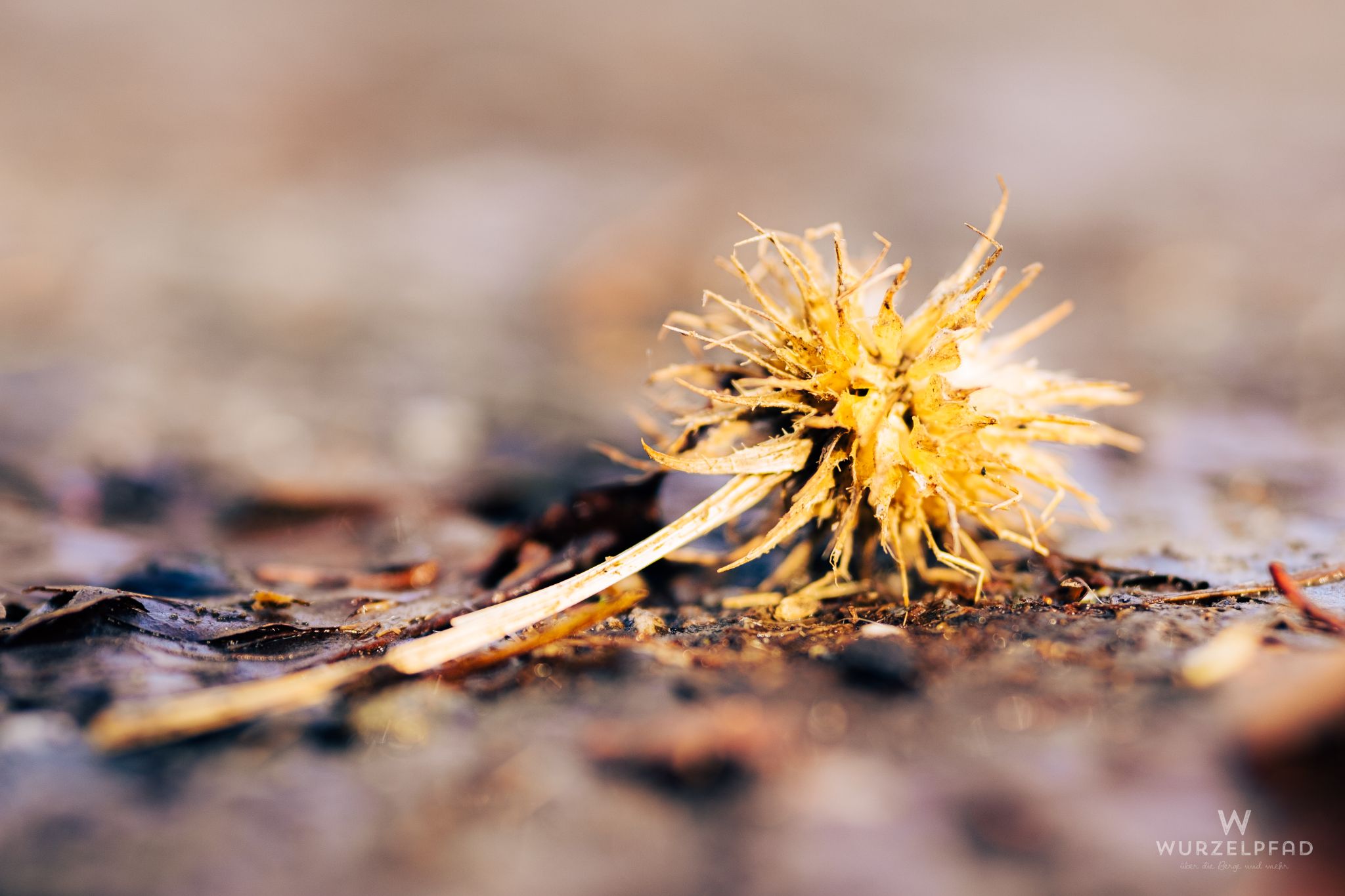 Verblühtes am Boden